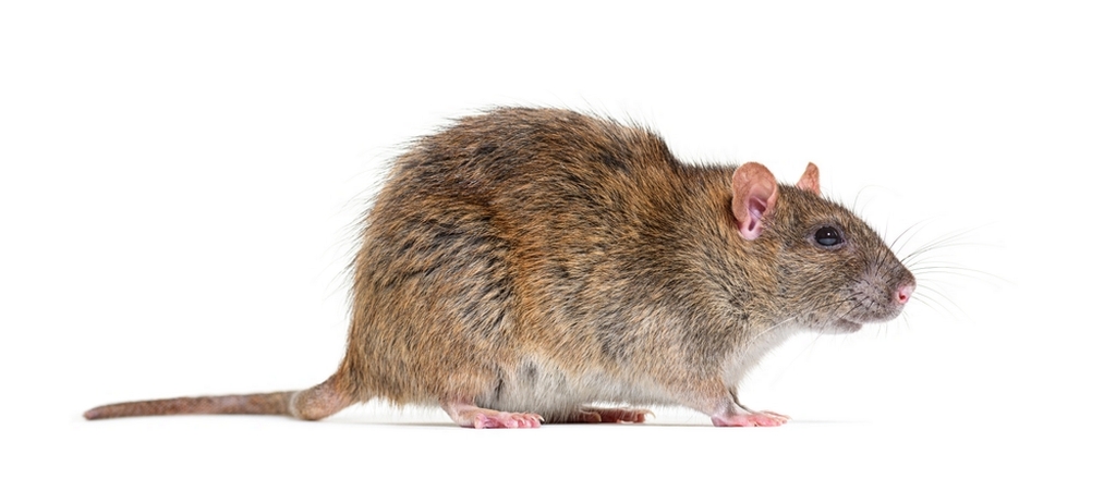 Rat de norvège